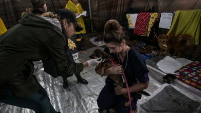 巴西洪水救出逾万只宠物动物　上传网络寻找饲主